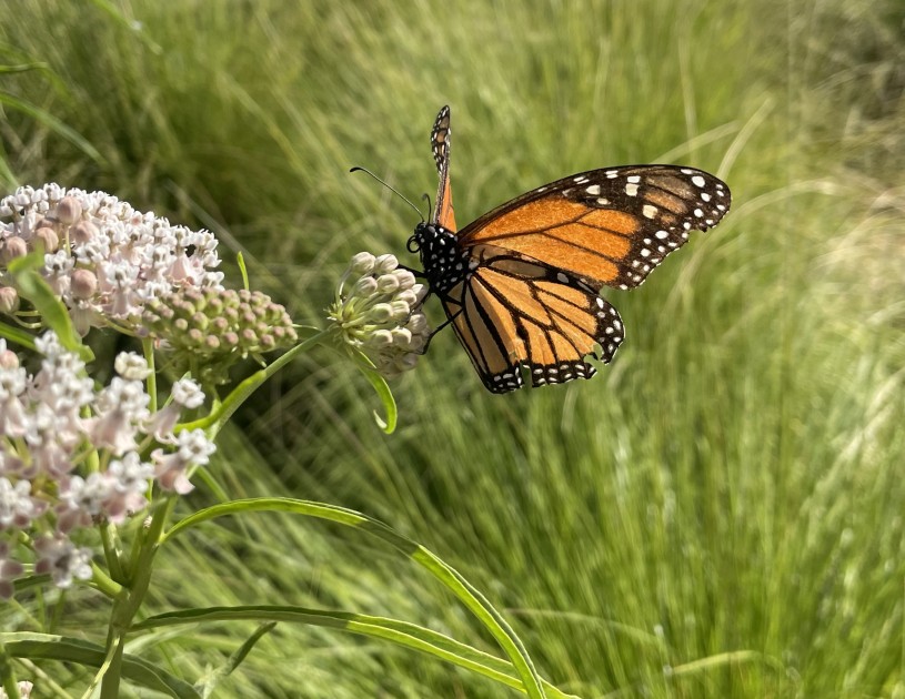 Monarch on milkweed