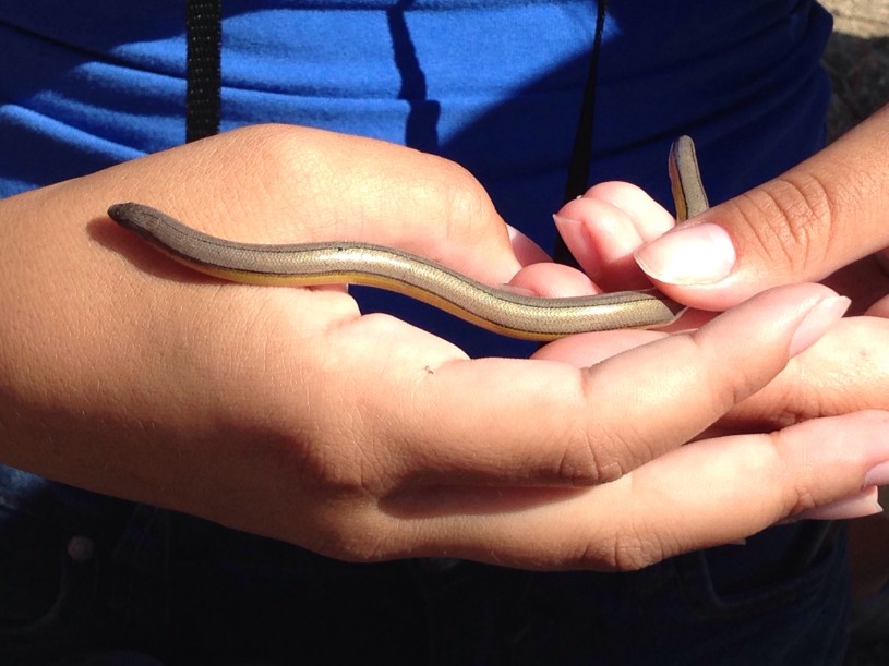 San Diego Legless Lizard in Hands Greg Pauly iNaturalist