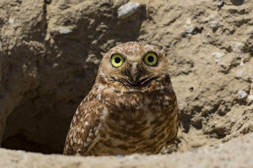 Burrowing Owl