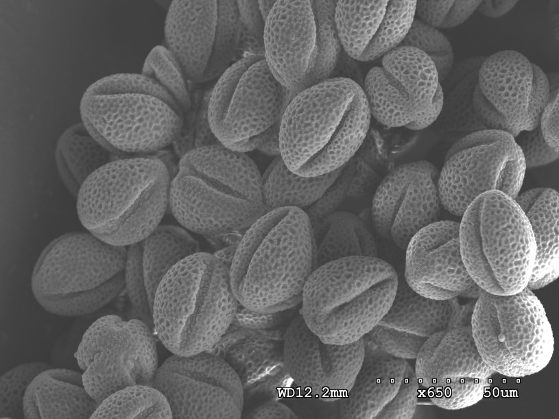 Poppy Pollen image SEM