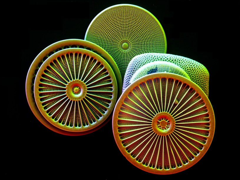 SEM Diatoms