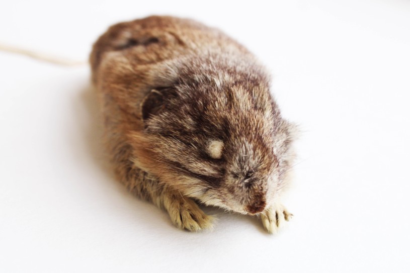 American Pika