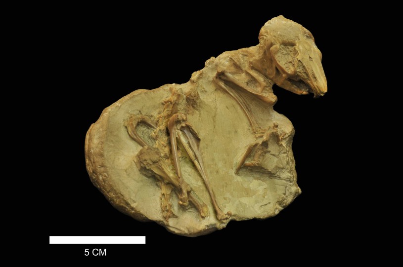 Extinct Rabbit Fossil 