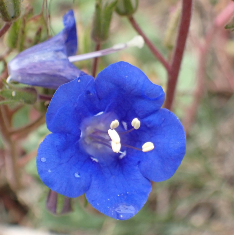 Phacelia campanularia (California bluebell)