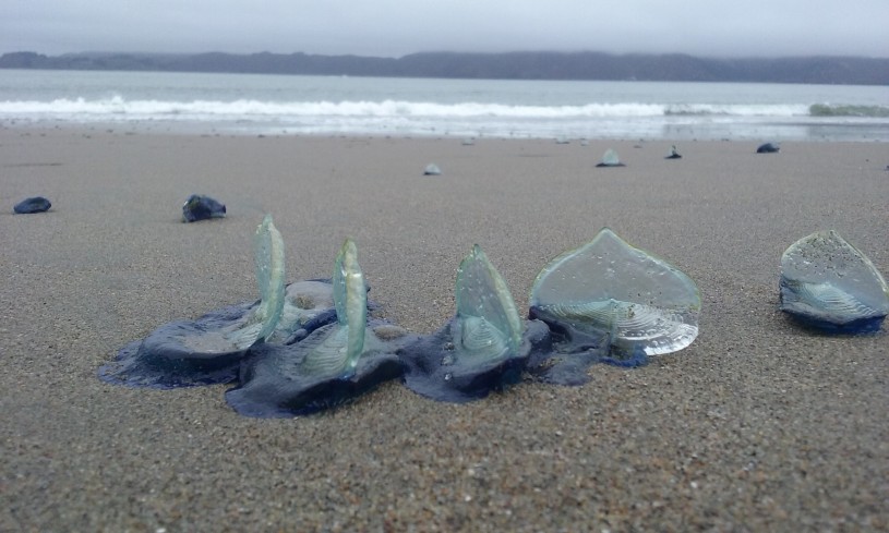 By-the-wind Sailor (Velella velella)