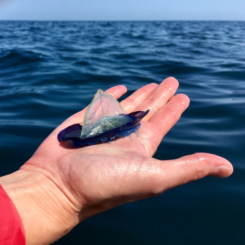 By-the-wind Sailor (Velella velella) in somebody's hand