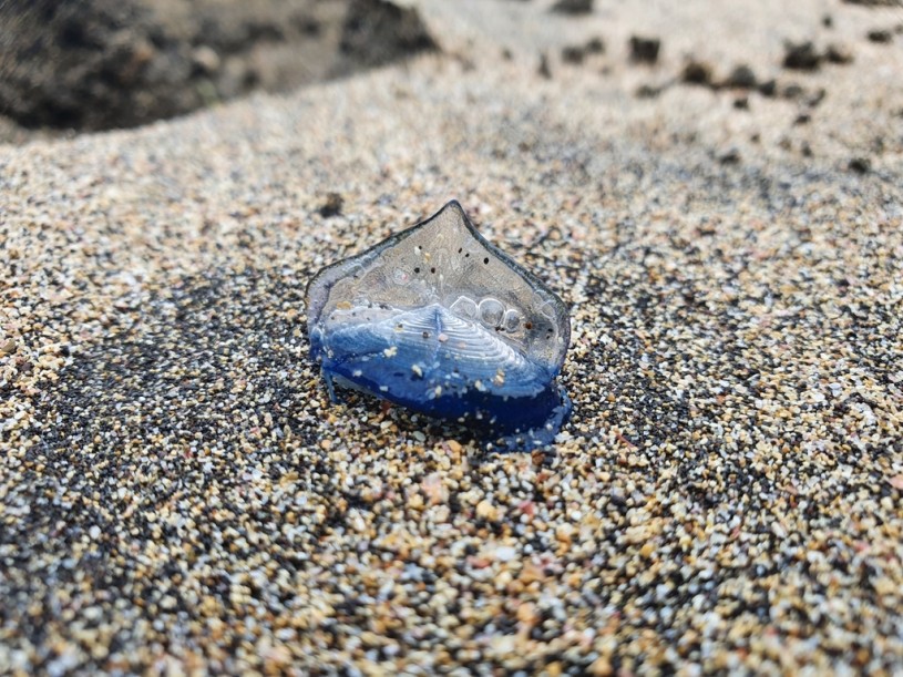 By-the-wind Sailor (Velella velella)