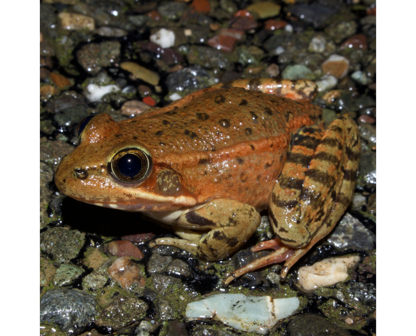 California red-legged frog