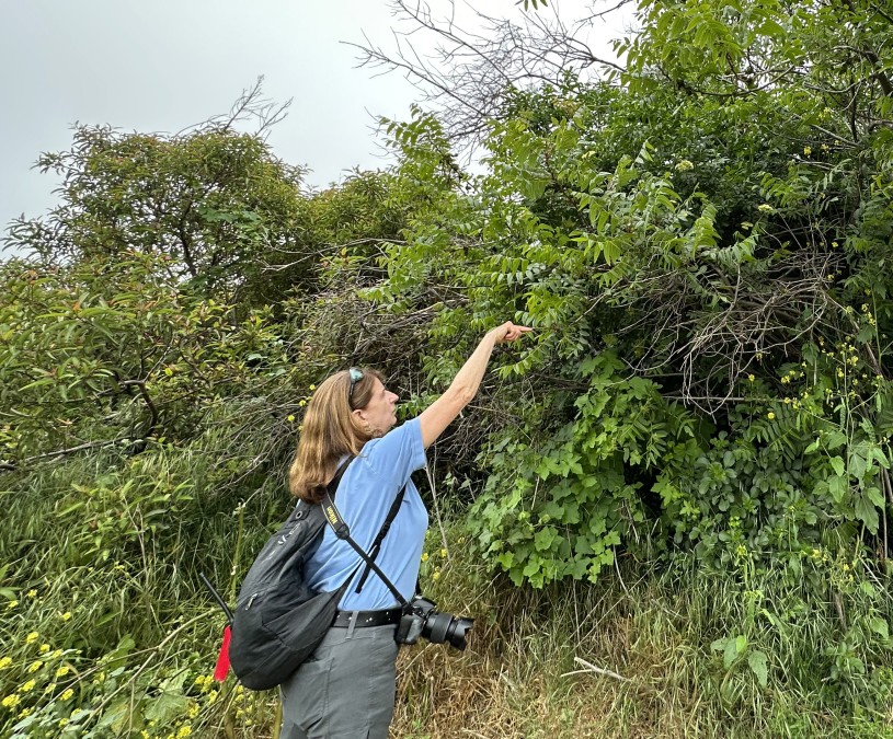 Laura Schare at Zuma Trancas Canyon during the City Nature Challenge.