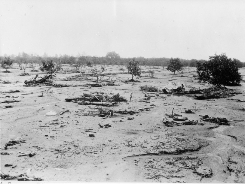 Flood damage resulting from San Gabriel Fire showing muck and driftwood scattered in young citrus groves