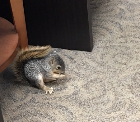 Close-up of the baby fox squirrel