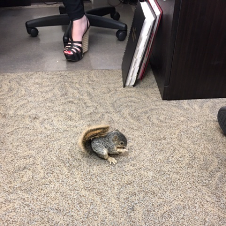 Photo of the baby fox squirrel (Sciurus niger) - an introduced species to the L.A. area.