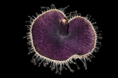 Close up of sea pansy collected during DISCO bio blitz