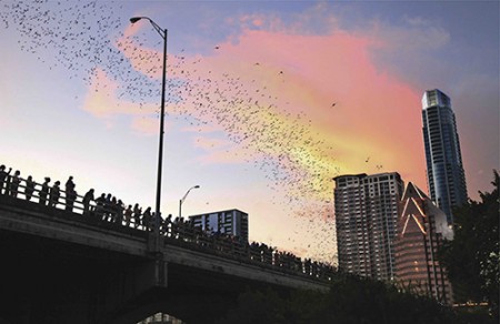 Austin, Congress Bridge, Bats, Dusk