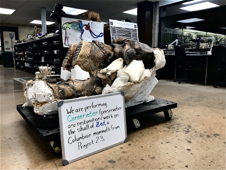 Mammoth skull on display in a lab