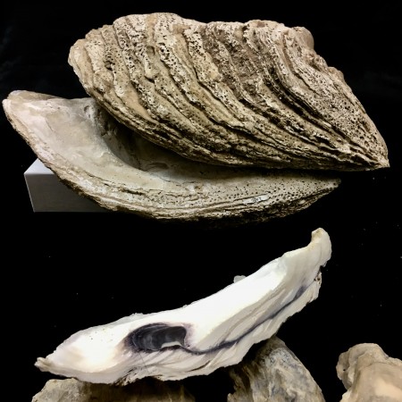 Oyster Fossil