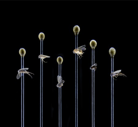 Phorid flies displayed on pins