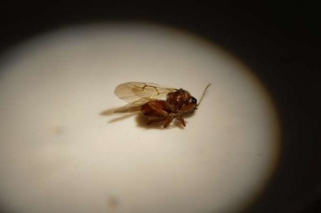 Close up of an Oak Gall Wasp