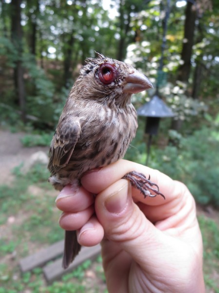 Infected House Finch