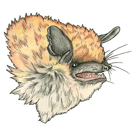 Myotis californianus illustration 